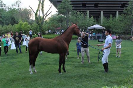 汗血寶馬再次亮相北京 種公馬是寶貝中的寶貝